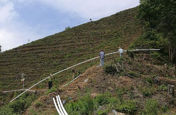 巧用滴灌，農(nóng)專(zhuān)家手把手教你種出好柚子！