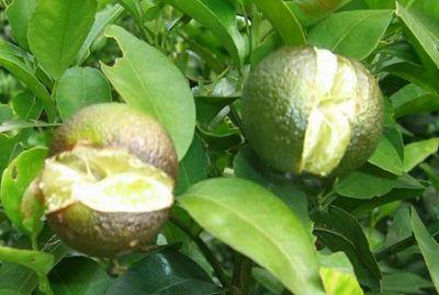 果實(shí)到底為什么會(huì)裂果，原因居然是這些！